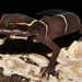 Cyrtodactylus albofasciatus - Photo (c) Vedant Thite, todos los derechos reservados, subido por Vedant Thite