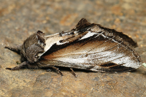 Lesser Swallow Prominent