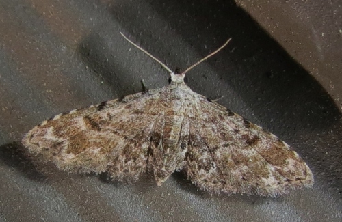 Sigela brauneata (Swett, 1913)