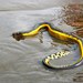 Common Yellow-bellied Sea Snake - Photo (c) Sean A. Higgins, all rights reserved, uploaded by Sean A. Higgins