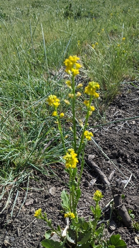 iNaturalist observation photo of wintercresses