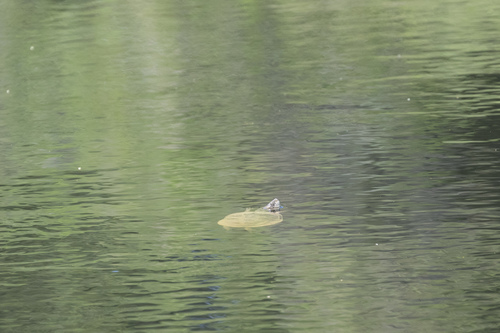iNaturalist observation photo of Northwestern Pond Turtle