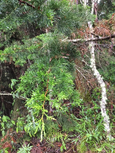 Juniperus virginiana image