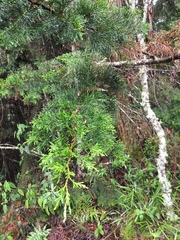 Image of Juniperus virginiana