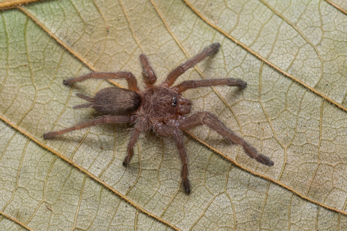 Guyruita giupponii · iNaturalist