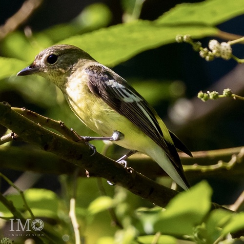 Yellow-rumped Flycatcher