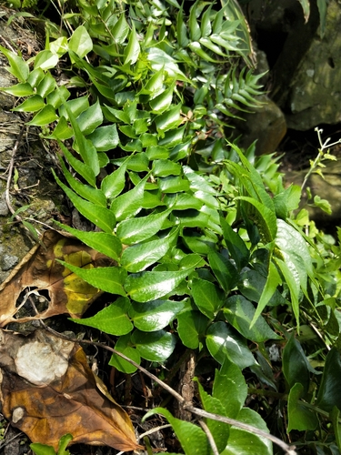 Japanese holly-fern