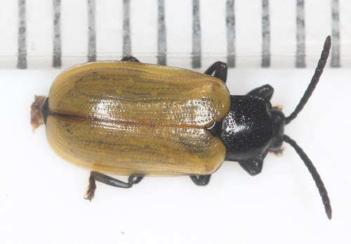 Cephaloleia flavipennis · iNaturalist