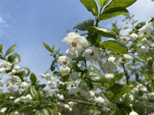 Jack tree (Sinojackia xylocarpa)