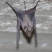 Arabian Mouse-tailed Bat - Photo (c) Carlos N. G. Bocos, all rights reserved, uploaded by Carlos N. G. Bocos