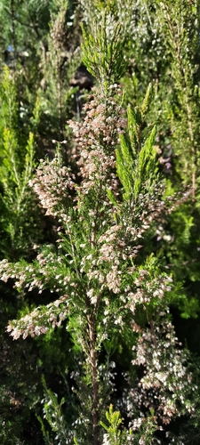 Avistamiento Erica arborea