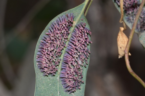 Apiomorpha karschi · iNaturalist