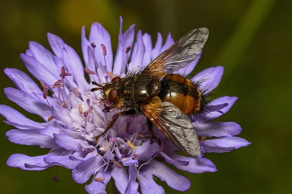 Tachina fera from Thessalia, Greece on April 7, 2022 at 10:57 AM by ...