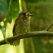 Rufous-necked Puffbird - Photo (c) Felipe B. R. Gomes, all rights reserved, uploaded by Felipe B. R. Gomes