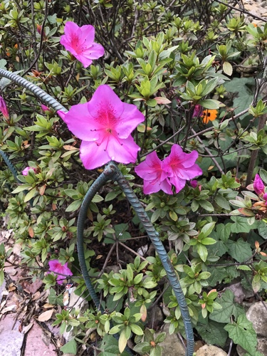 Rhododendron indicum image