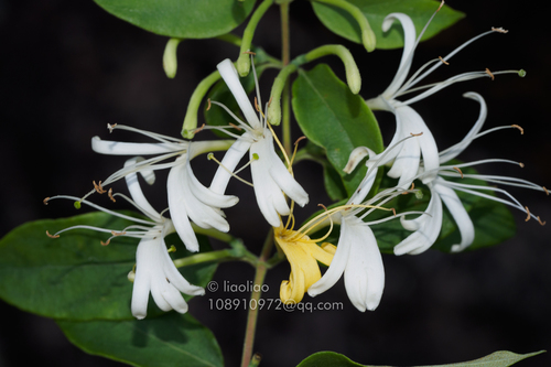 Lonicera hypoglauca