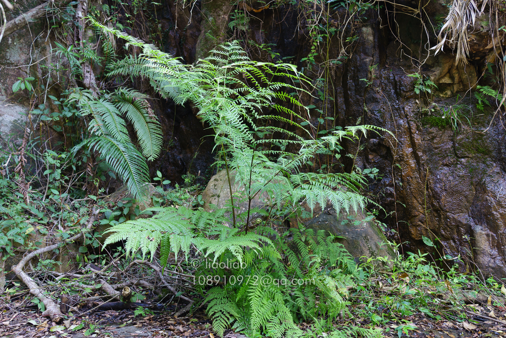 Pteris finotii (Pteris finotii)