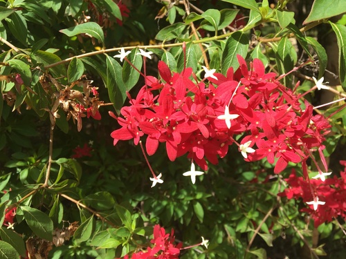 Paracarphalea pervilleana