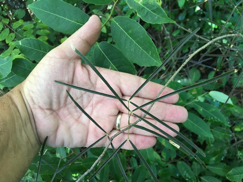 Thilachium angustifolium
