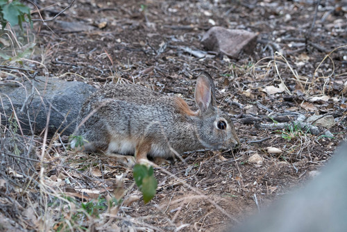 Holzner Cottontail