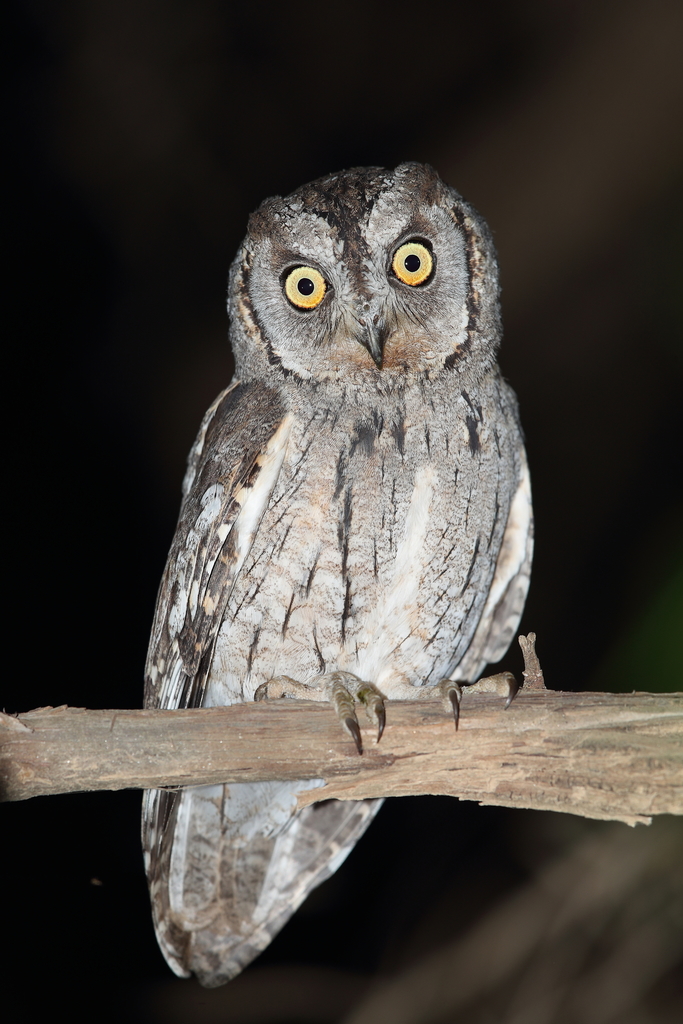 Arabian Scops-Owl (Otus pamelae) photo