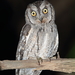 Arabian Scops-Owl - Photo (c) Carlos N. G. Bocos, all rights reserved, uploaded by Carlos N. G. Bocos