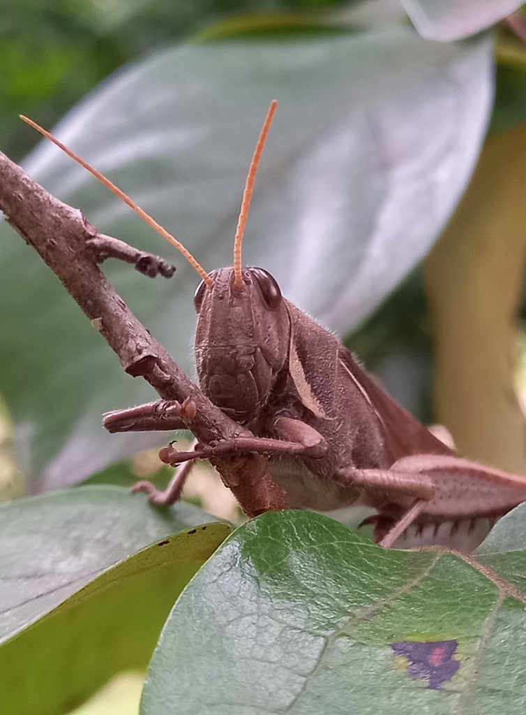 Schistocerca flavofasciata from Taquara RS, Brasil on April 08, 2022