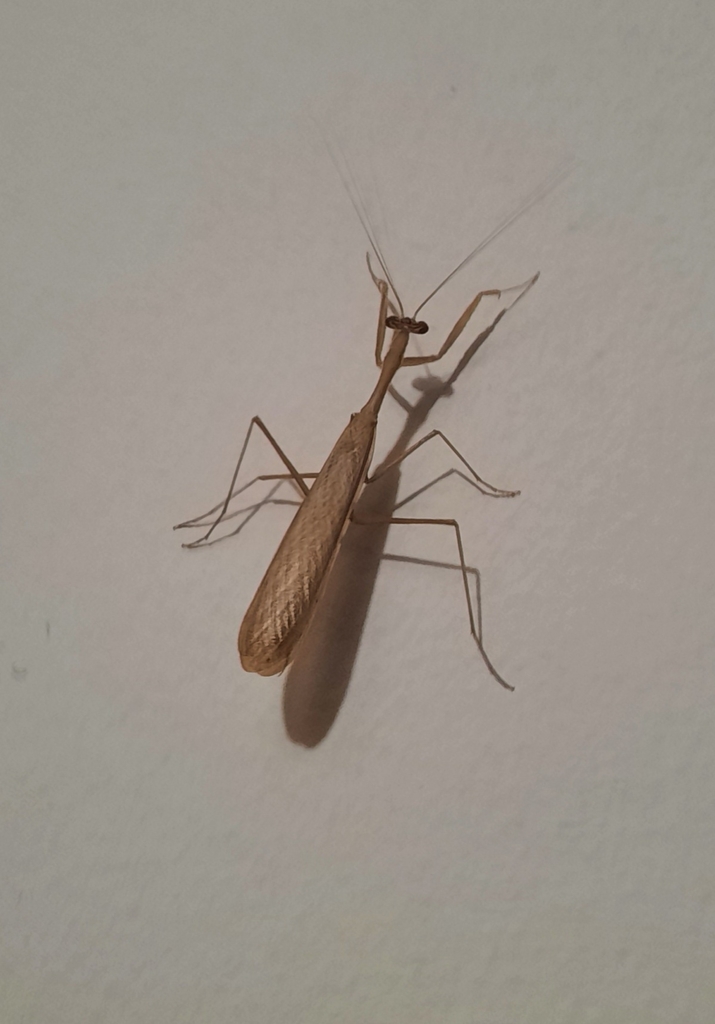 south-african-mantis-from-stellenryk-cape-town-7550-south-africa-on