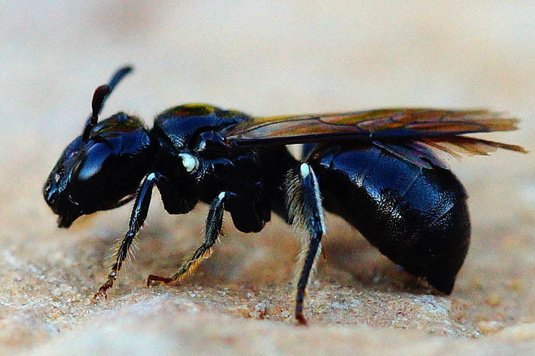 Little Blue Carpenter Bee Ceratina Cyanea Inaturalist United Kingdom