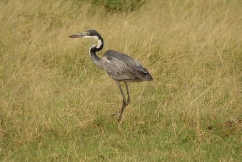 Black-headed Heron