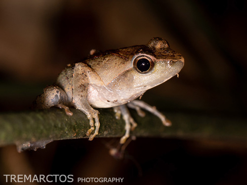 Golden Puddle Frog