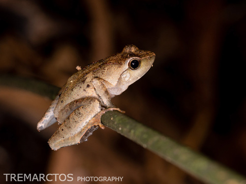 Golden Puddle Frog