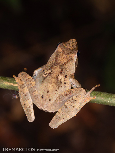 Golden Puddle Frog