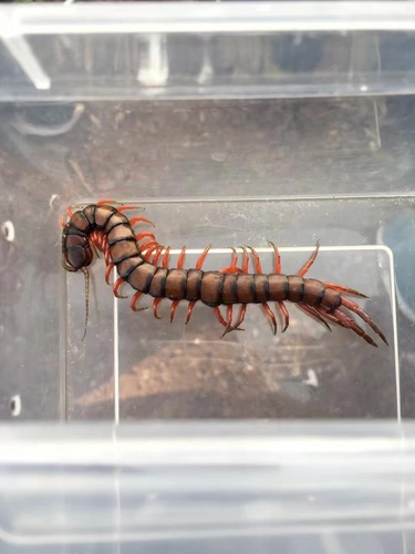 Scolopendra lufengia