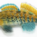 Etheostoma spectabile - Photo (c) Michael Tobler, todos los derechos reservados, subido por Michael Tobler