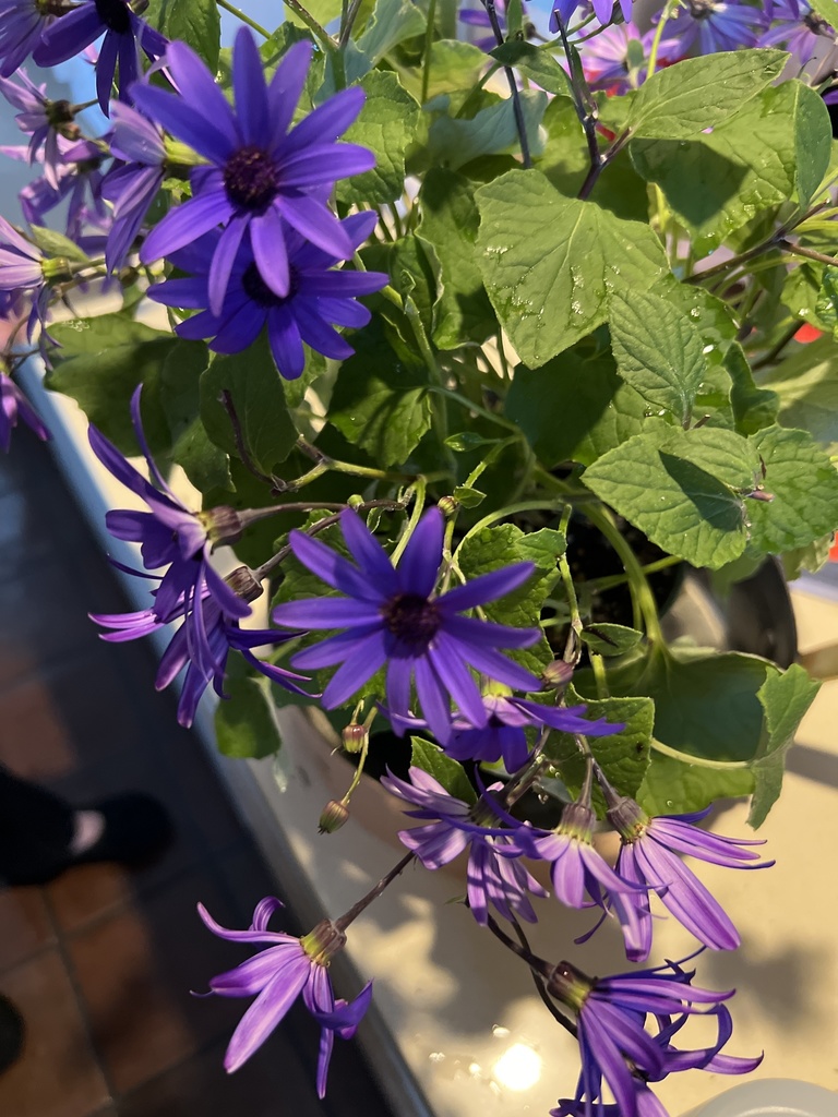 sunflowers, daisies, asters, and allies from Greenwich, CT, US on April