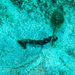 Observation photo