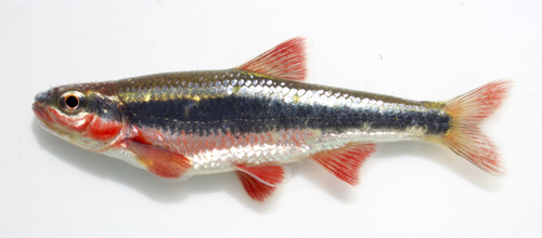 Cardinal Shiner