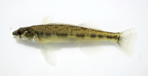 Channel Darter