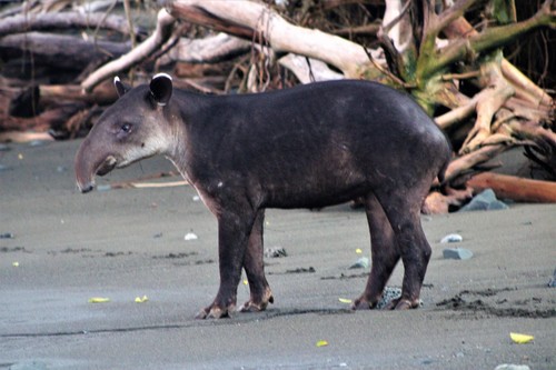 Baird's Tapir