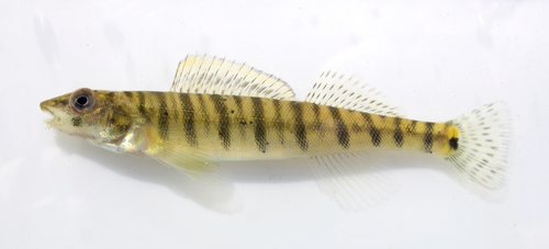 Ozark Logperch