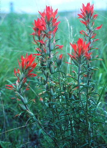 hairy Indian paintbrush (Castilleja tomentosa)