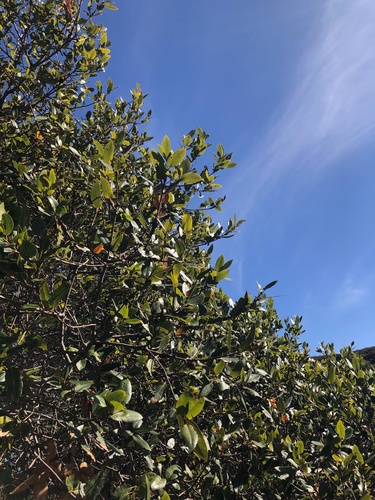 Santa Cruz Island Oak foliage