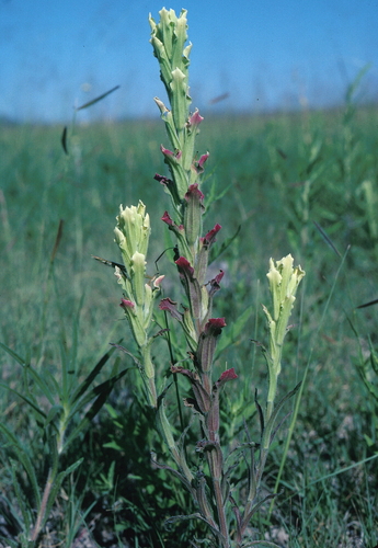 glowing Indian paintbrush (Castilleja ornata)
