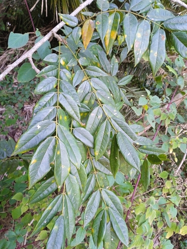 Millettia oblata
