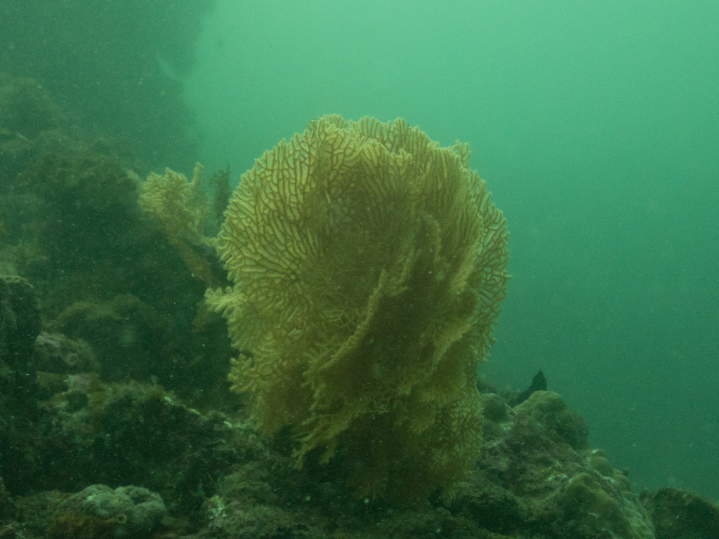 Sea Fan