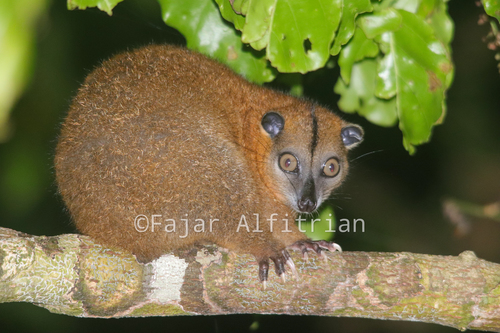 Ornate Cuscus (Phalanger ornatus) — Least Concern Mammalia
