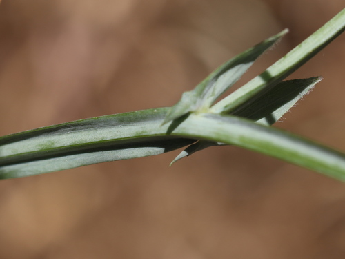 Tangier Pea