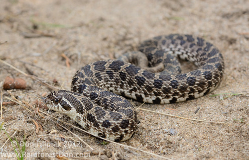 Plains Hognose Snake