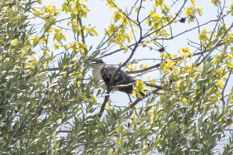 Great Spotted Cuckoo from Pantà de Linyola on April 11, 2022 at 02:22 ...